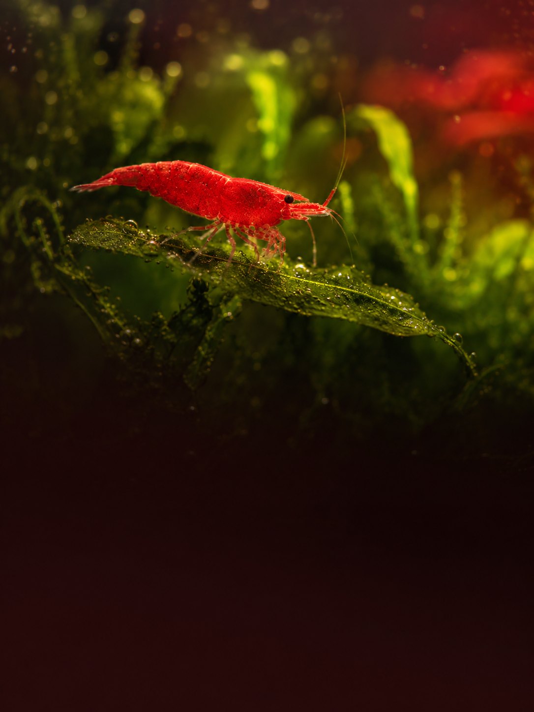 Les Neocaridina & Vous
