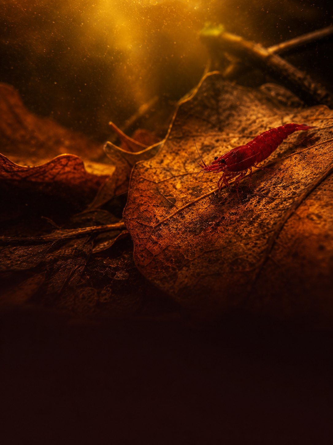 Catappa & feuilles